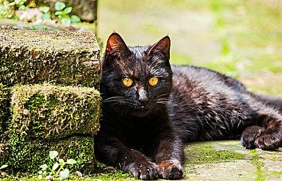 《红色沙漠》全新9分钟实机 大战机械黄金巨龙